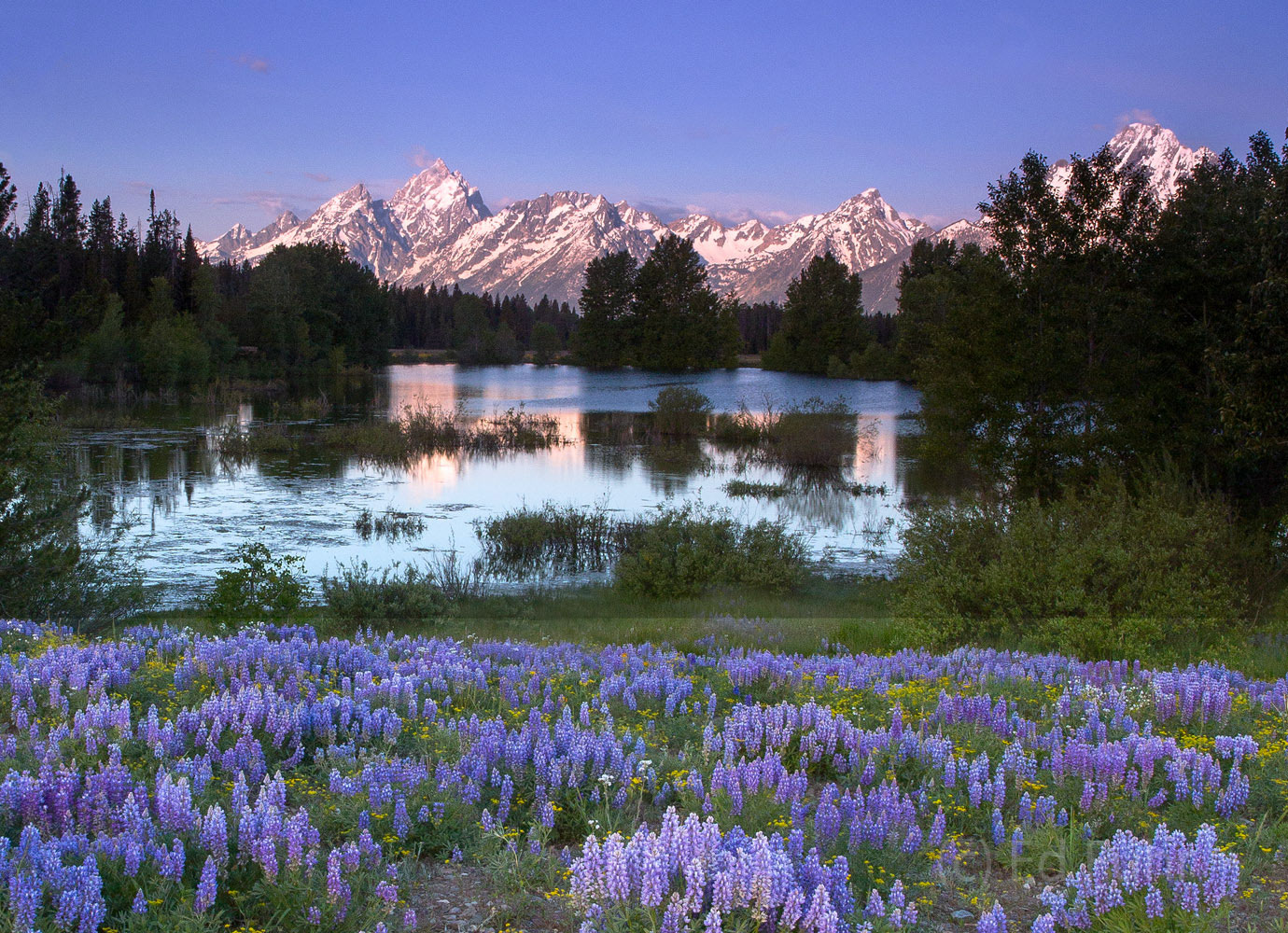 Moose Pond Grand Teton National Park Ed Fuhr Photography