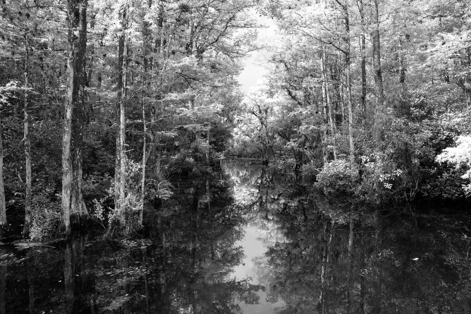 Big Cypress Swamp, Florida | Ed Fuhr Photography