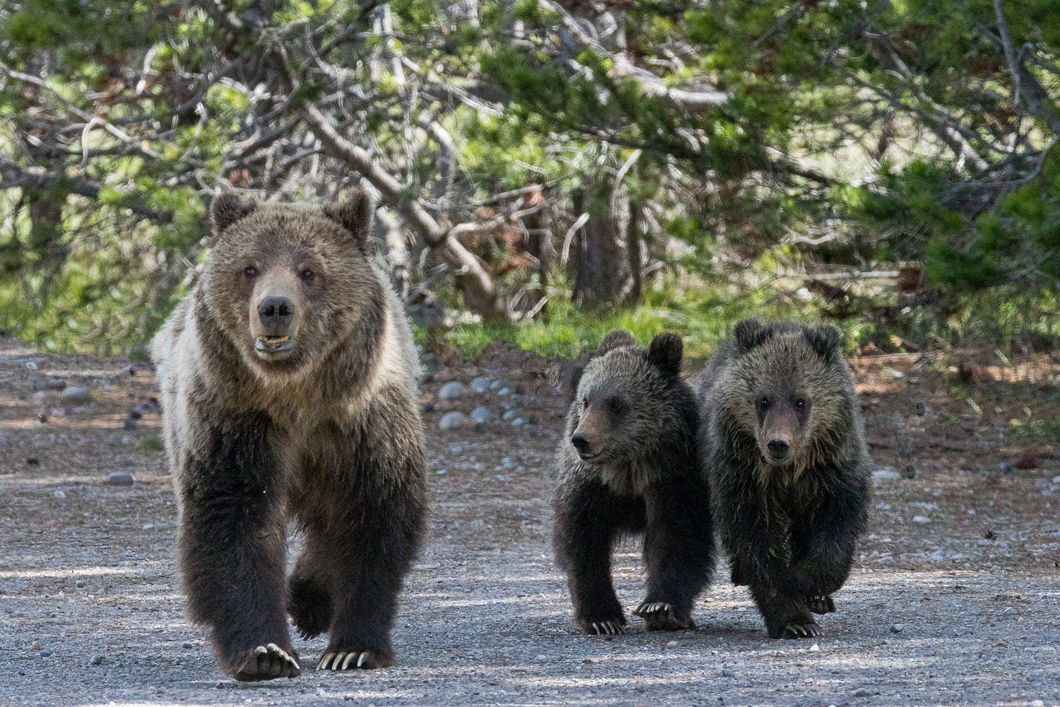 Springtime with 399 and Blondie in the Tetons 2018 | Ed Fuhr Photography