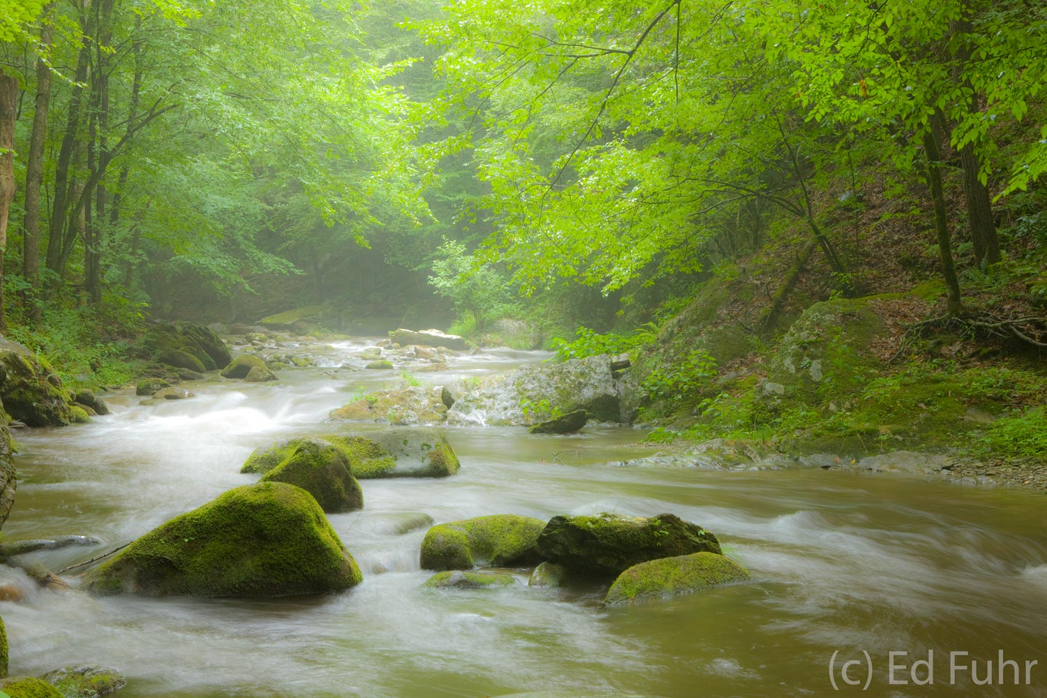 Little River Spring | Great Smoky Mountains National Park | Ed Fuhr ...