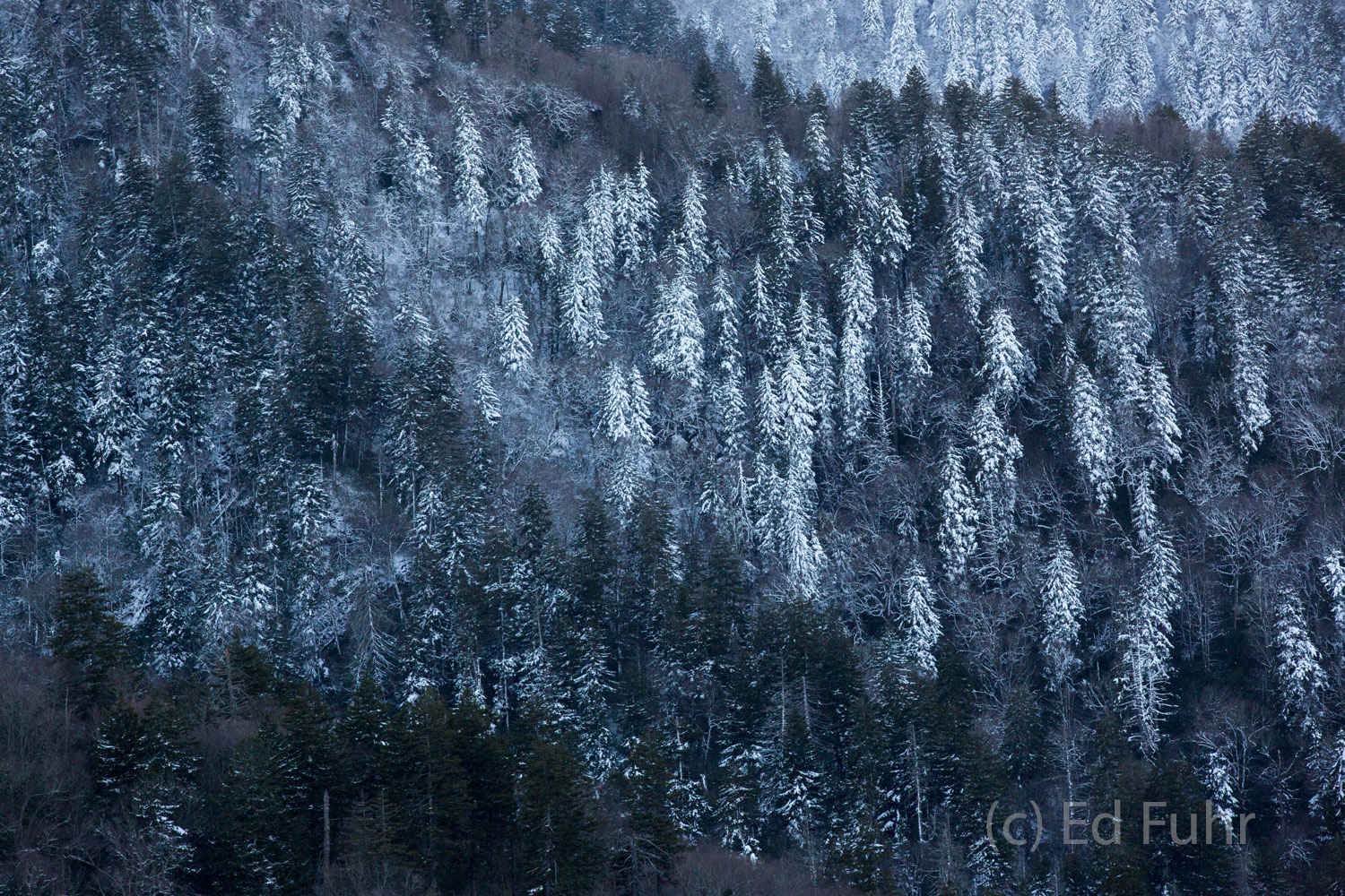 Great Smoky Mountains Spring 2017 - Snowy Surprise | Ed Fuhr Photography