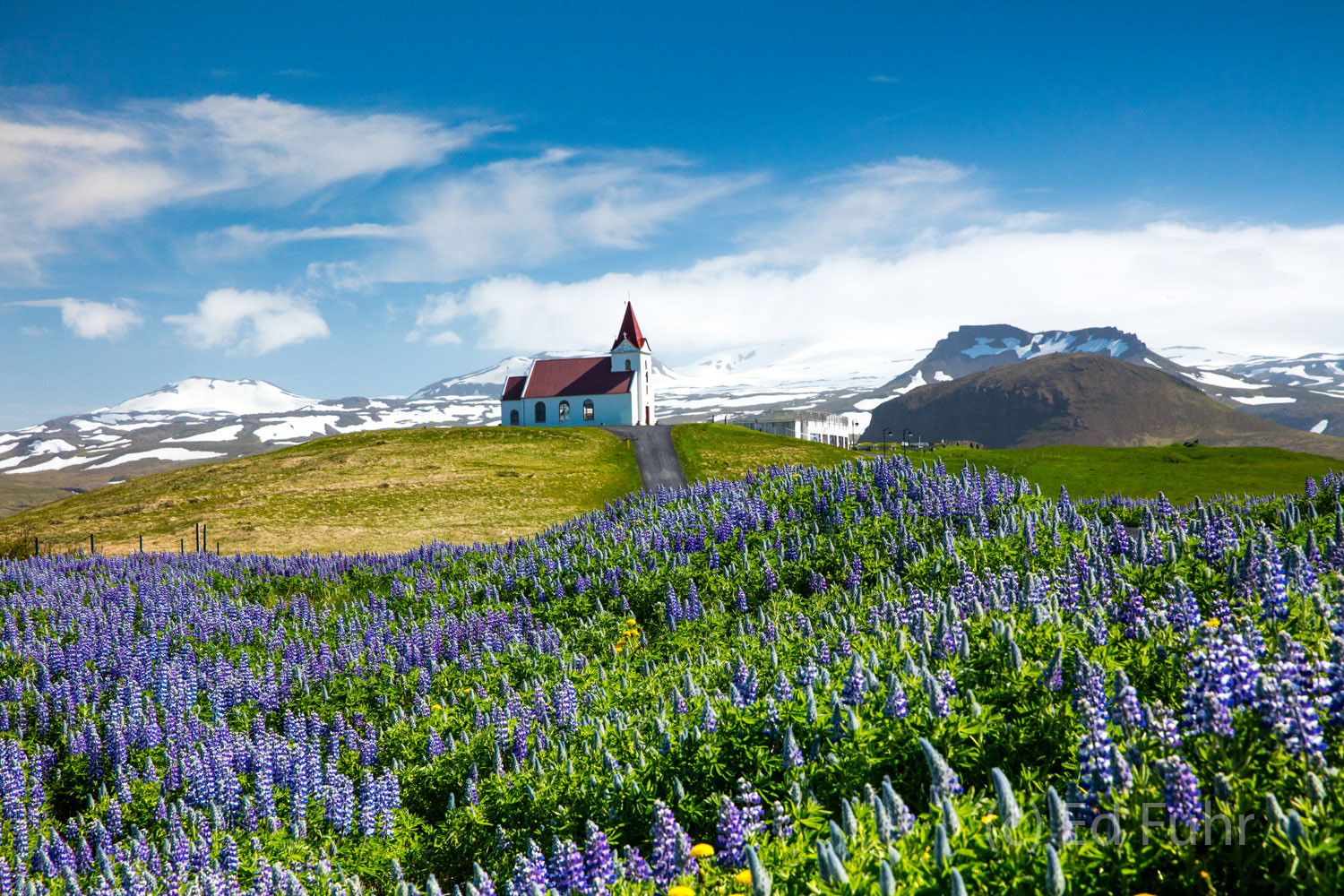 Church on a Hill of Lupines | Iceland | Ed Fuhr Photography