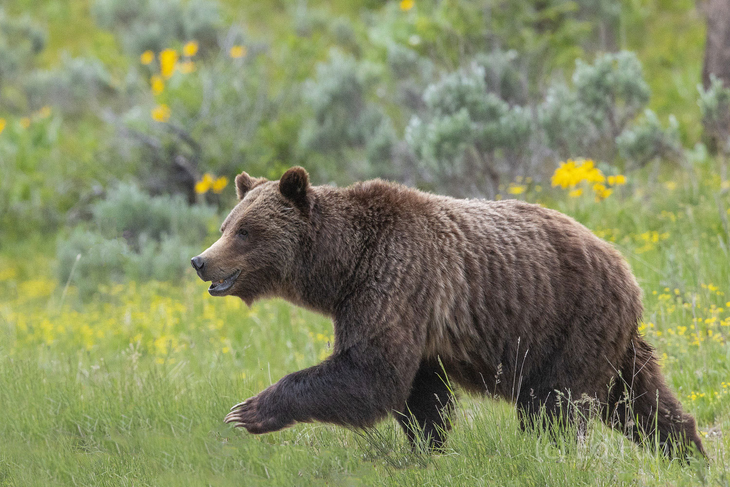 Grand Teton NP June 2020 With Grizzly 399 And Her Quad Cubs | Ed Fuhr ...